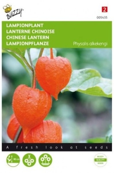 005435 physalis franchetti gigantea_500x500